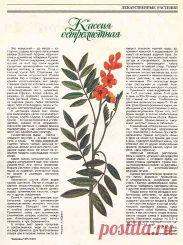 Кассия остролистная (сенна, александрийский лист)