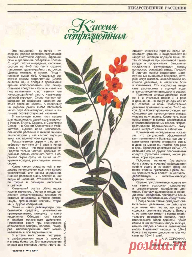 Кассия остролистная (сенна, александрийский лист)