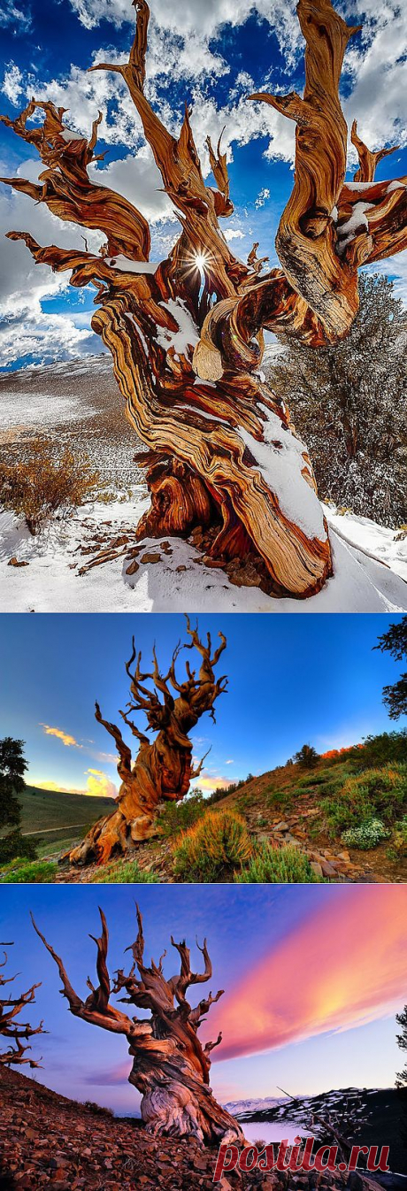 ФотоТелеграф  &amp;raquo; Впечатляющие фотографии самых старых деревьев на Земле.
В заповедном районе высоко в Белых горах на востоке Калифорнии, в 15 милях от Бишопа, вы сможете найти самые древние деревья в мире. Кривые красавицы-сосны национального парка Грейт-Бейсин растут на этих землях от тысячи до пяти тысяч лет.