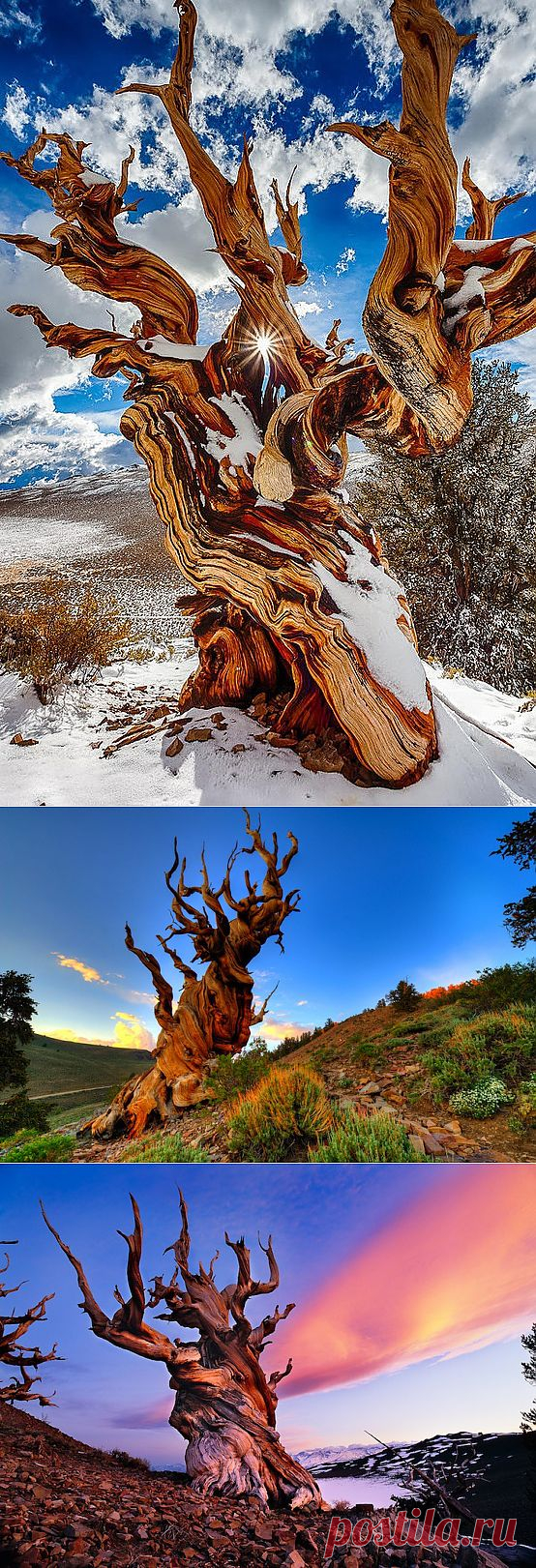 ФотоТелеграф  &raquo; Впечатляющие фотографии самых старых деревьев на Земле.
В заповедном районе высоко в Белых горах на востоке Калифорнии, в 15 милях от Бишопа, вы сможете найти самые древние деревья в мире. Кривые красавицы-сосны национального парка Грейт-Бейсин растут на этих землях от тысячи до пяти тысяч лет.