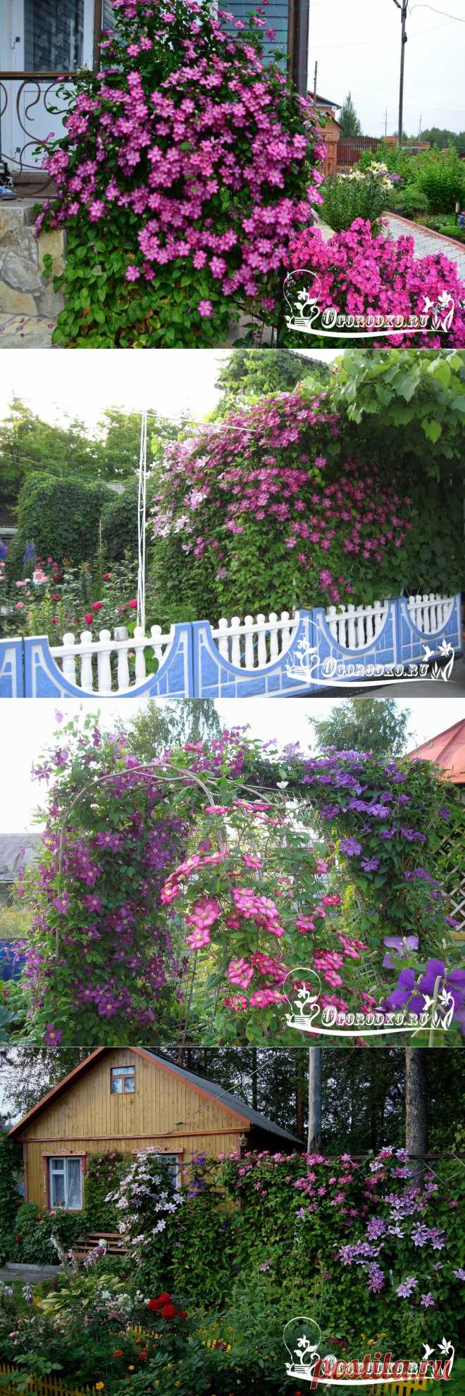 Клематисы