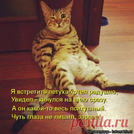 Котоматрица: Круть