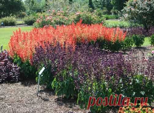 Шалфей, его виды, свойства, применение