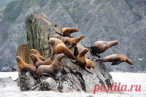 «Айда купаться!» Лежбище сивучей в бухте Моржовая. Камчатка, Россия. Автор фото – Lelischa: nat-geo.ru/photo/user/28610/
