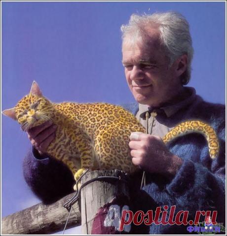 Кошачий боди арт.