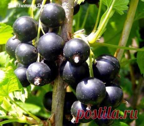 (13) Одноклассники