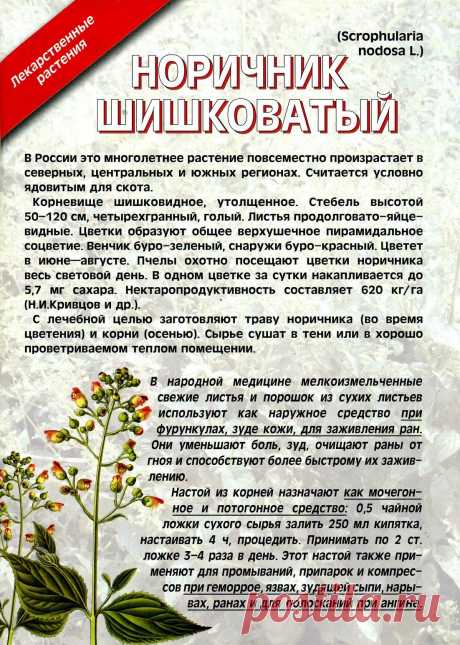 Норичник шишковатый