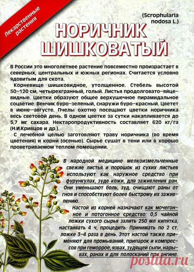 Норичник шишковатый