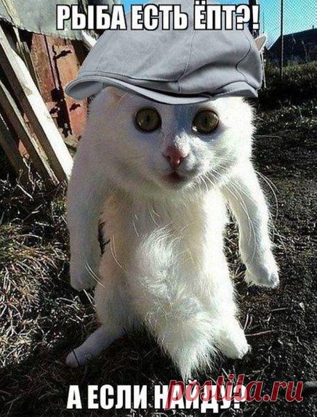 Кушать хоца