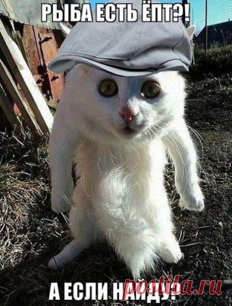 Кушать хоца