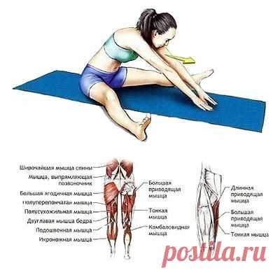 5 элементарных упражнений на растяжку: эффективный комплекс для развития гибкости.