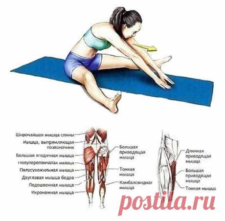 5 элементарных упражнений на растяжку: эффективный комплекс для развития гибкости.