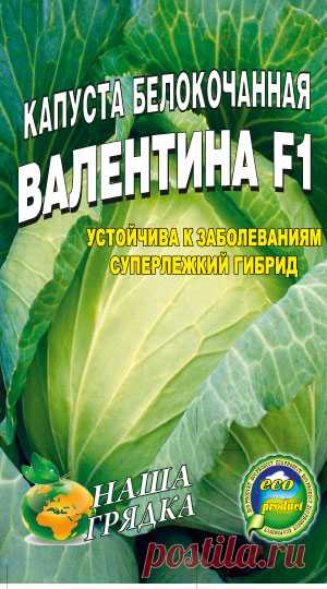 Капуста белокочанная сорт Валентина F1
