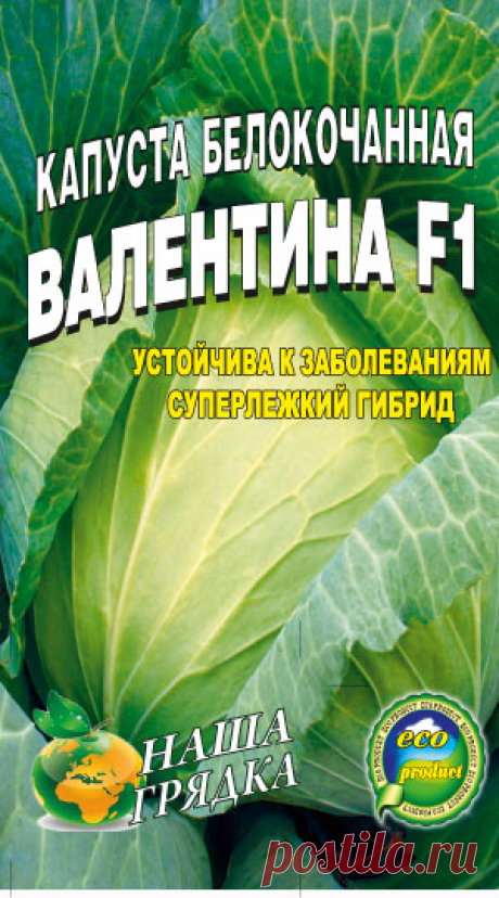 Капуста белокочанная сорт Валентина F1