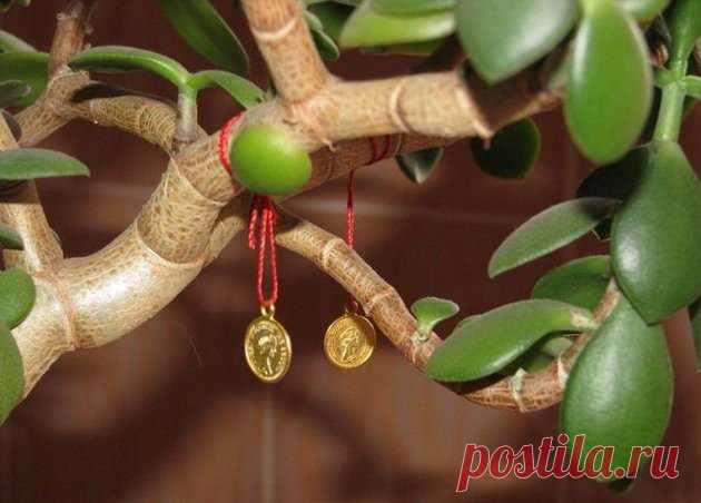 Комнатные растения финансового благополучия 1. Первое место - толстянка древовидная, денежное дерево (крассула). Если листья на растении мелкие - будет звенеть в кармане мелочь, если крупные, то в кармане будут хрустеть бумажные купюры. Растуща…