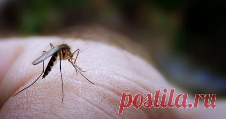 Забудьте о комарах! Средство от насекомых, сделанное в домашних условиях
