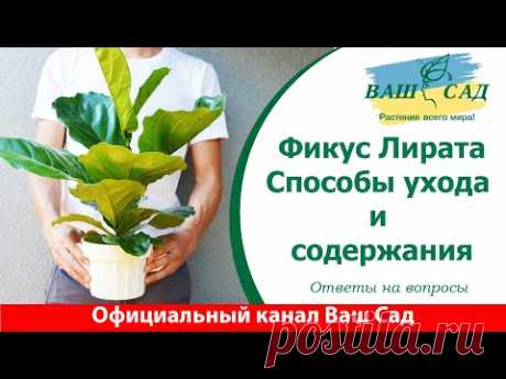 Фикус Лирата. Способы ухода и содержания от Ваш сад