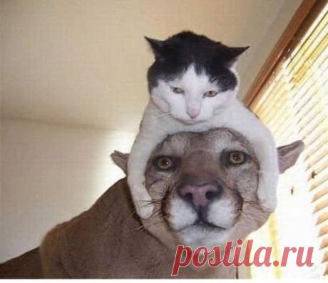 (61) Одноклассники