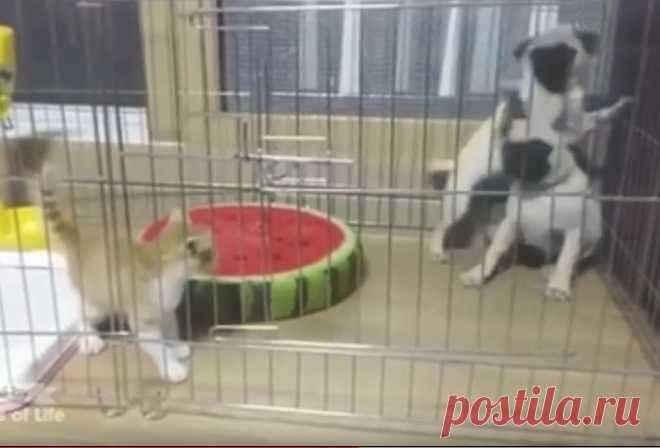 Мопсы впервые сталкиваются с котенком. Смех да и только!