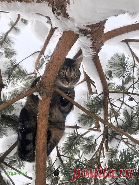 Высоко сижу, далеко гляжу