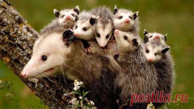 Такие заботливые мамы: Фотографии животных, которые немного устали от своих детёнышей