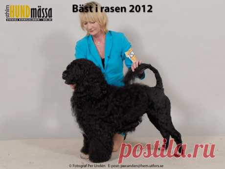 PORTUGISISK VATTENHUND Domare: HOMEM DE MELLO JOSÉ, PORTUGAL  C.I.B DK UCH DK V-11 JWW-10 NO UCH NORD V-11 SE UCH QUIRIMBAS DO MONTE DO CATULA Ägare: RUNI KRISTIANSEN, HVITTINGFOSS, NORGE Uppfödare: GERALDES MERCEDES M GUEDES, PORTUGAL