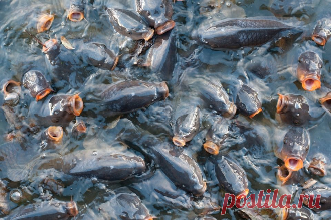 Живой карп от производителя.: 52 грн. - Продукты питания / напитки Хмельницкий на Olx