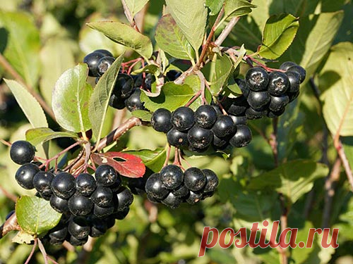 Черноплодная рябина – заготовки на зиму 
Как хранить ягоды
Свежие вкусные ягоды черноплодки хранятся несколько месяцев в прохладном месте, не теряя лечебных свойств. Обладая антимикробным действием, черноплодная рябина и заготовки на зиму и…