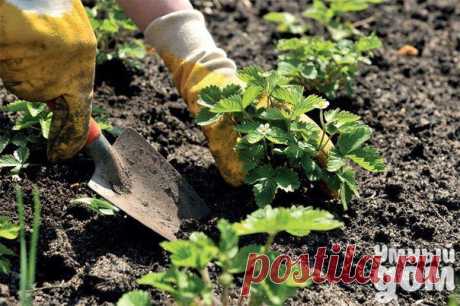 Необычные советы для дачников. .