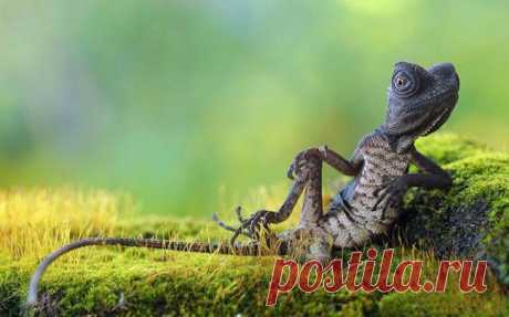 Смешные и забавные животные