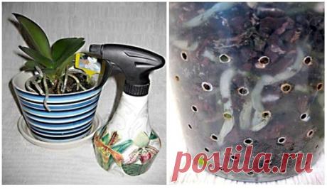 Орхидея: секреты правильного полива в домашних условия