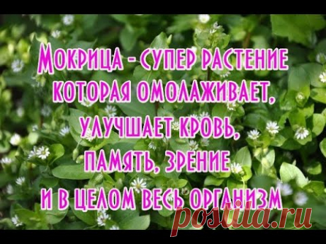 Мокрица улучшает ЗРЕНИЕ во много раз эффективней чем черника - YouTube
