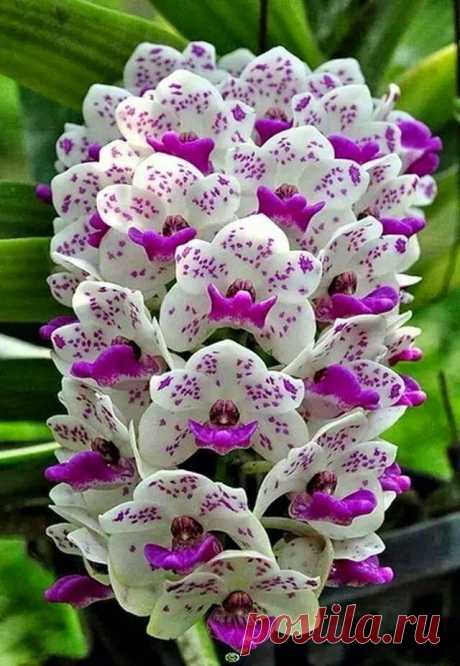 Beautiful Orchid.  |  Pinterest: инструмент для поиска и хранения интересных идей