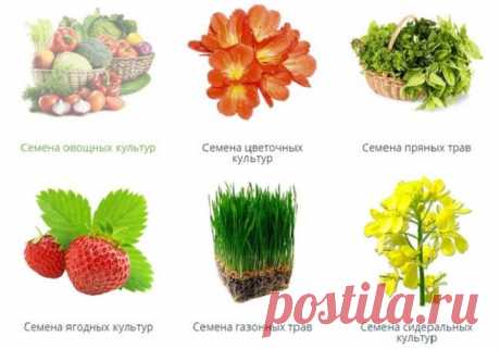 Где лучше всего купить семена Качество посевного материала является залогом хорошего урожая и здоровья посаженных растений. При этом лучшим вариантом покупки становится интернет. Семена доставляются заказчику почтой