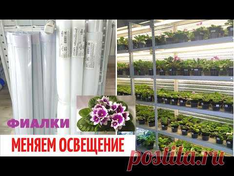 🌺 ФИАЛКИ подняли РУКИ ВВЕРХ⁉️ МЕНЯЕМ ОСВЕЩЕНИЕ‼️