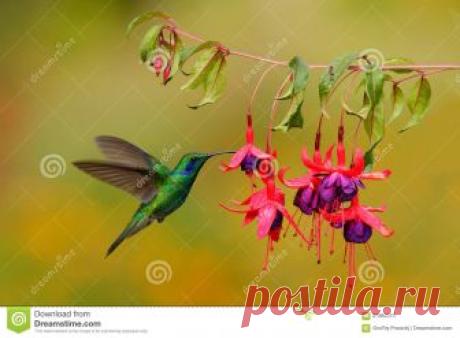 Green Hummingbird Green Violet-ear, Colibri Thalassinus, Flying Next To Beautiful Pink And Violet Flower, Savegre, Costa Rica Stock Image - Image of jungle, forest: 67982073 Photo about Green hummingbird Green Violet-ear, Colibri thalassinus, flying next to beautiful pink and violet flower, Savegre, Costa Rica, wildlife. Image of jungle, forest, costa - 67982073