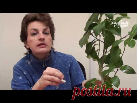 Насекомые вредители  Щитовка на комнатных цветах. Сайт "Садовый мир"