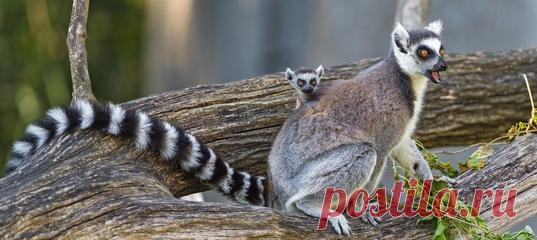 Московский зоопарк участвует в программе по разведению находящихся под угрозой исчезновения кошачьих лемуров — и делает в этом успехи 💙