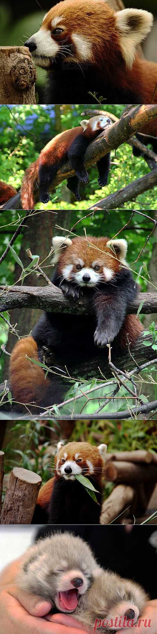 В мире животных. Firefox | НАУКА И ЖИЗНЬ