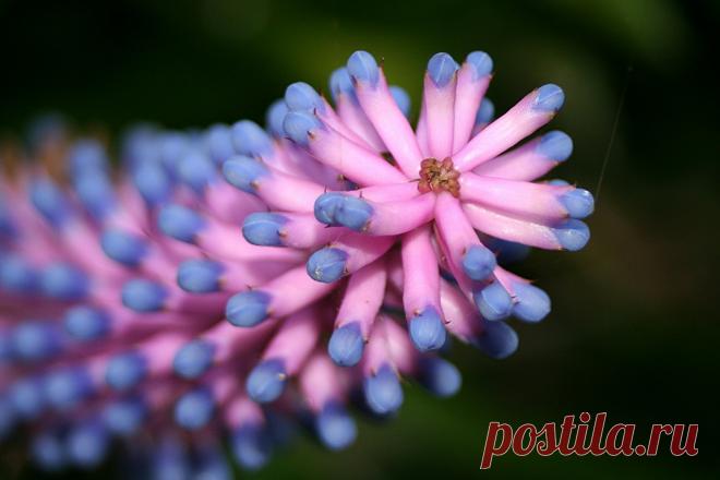 Самые удивительные и сумасшедшие растения мира 
Наша природа поистине поразительна - вы не поверите своим глазам, когда увидите эти растения. На примере некоторых можно даже проверить свою испорченность. Рассказать обо всех, к сожалению, невозможн…