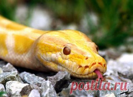 Жёлтая змея