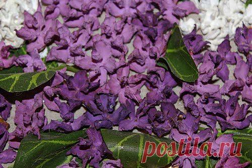 Если дышится с трудом | Друг пенсионера
Хочу рассказать вам свою историю. Может, кому-то она поможет, кто-то раньше спохватится и начнет лечить­ся, не потеряет драгоценное время. У меня все началось с обычной просту­ды.