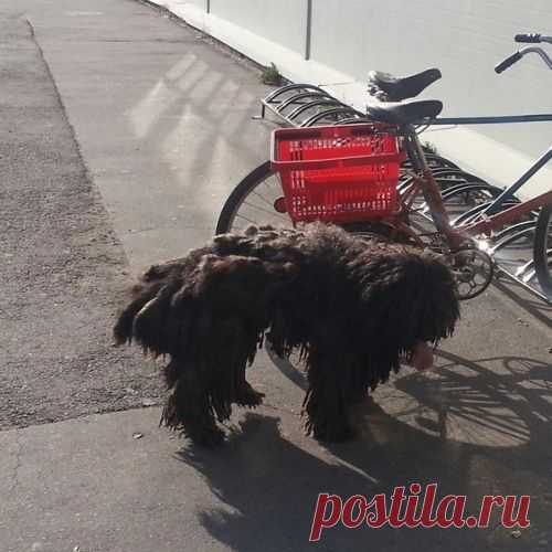 Превращение Чарлика