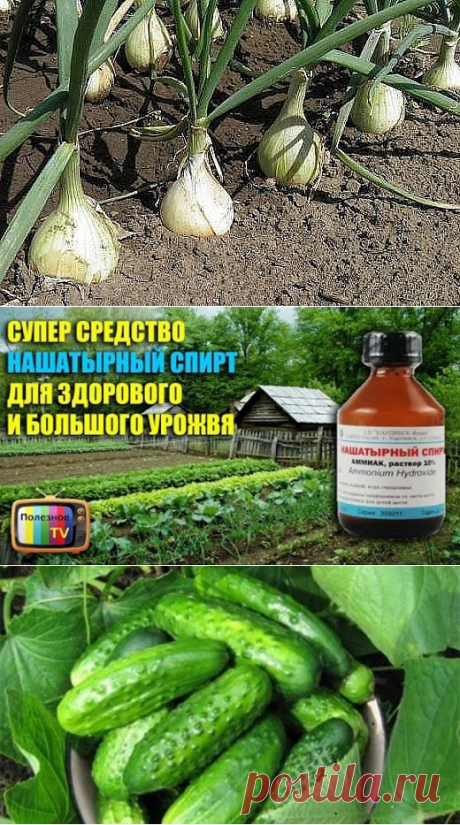 (1) Одноклассники