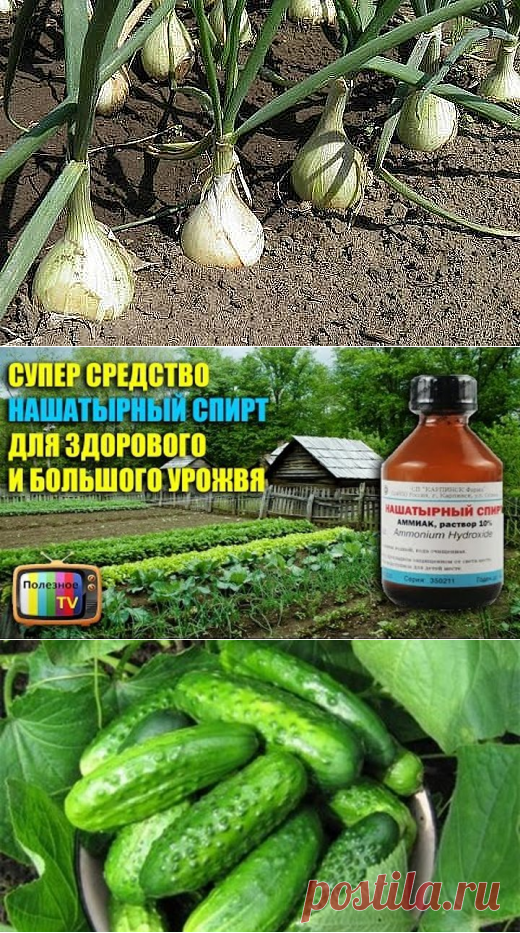 (1) Одноклассники