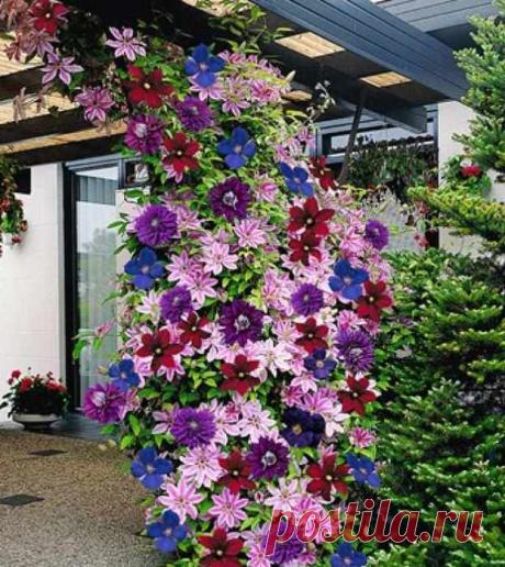 цветы | Записи с меткой цветы | Дневник Лекуша