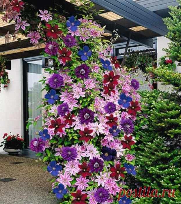 цветы | Записи с меткой цветы | Дневник Лекуша