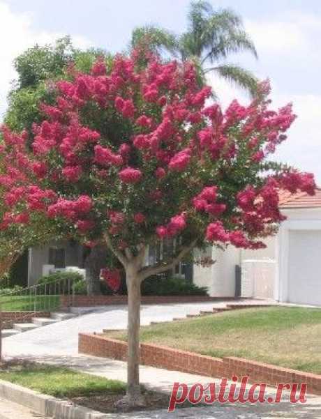 из Southern Living. 
Beginner's Guide to Crepe Myrtle Care.  
Beginner's Guide to Crepe Myrtle   |  Pinterest • Всемирный каталог идей