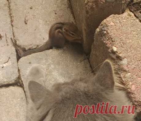 Кот и бурундук