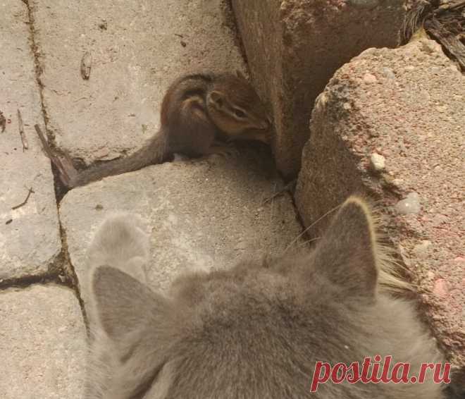 Кот и бурундук